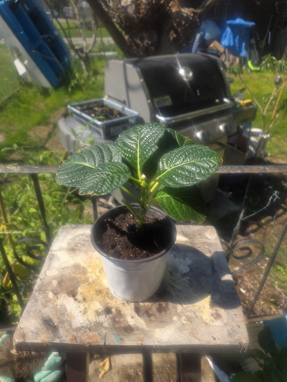 Hydrangea Rooted Plant With Pink Flowers
